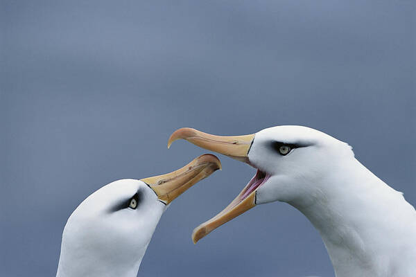 Feb0514 Art Print featuring the photograph Campbell Albatross Courtship Campbell by Tui De Roy