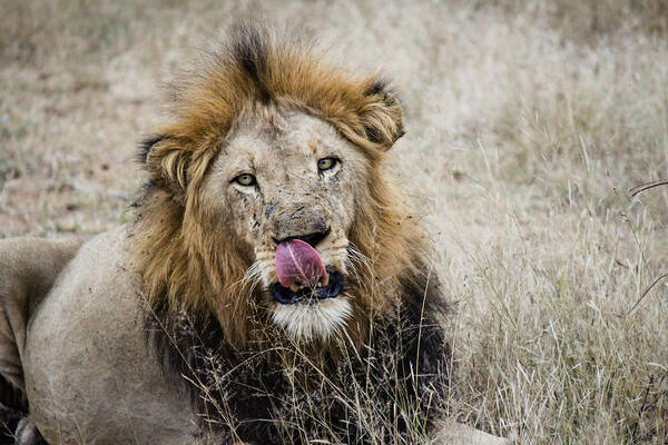 Animal Art Print featuring the photograph Can you do this by Christy Cox