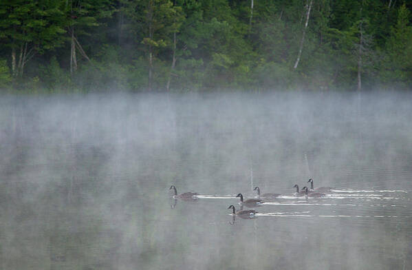 Avian Art Print featuring the photograph Canada, Quebec Canada Geese In Fog by Jaynes Gallery