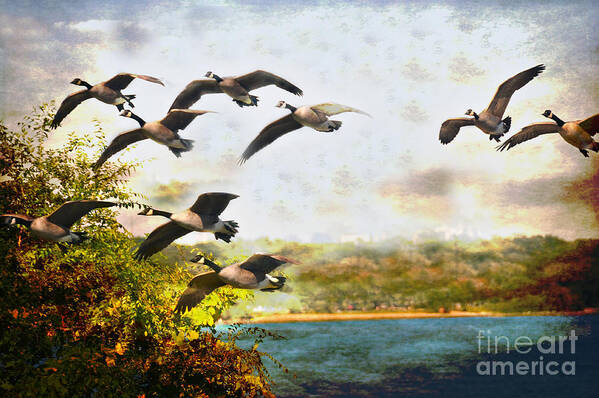  Texture Art Print featuring the photograph Canadian Geese in Flight by Elaine Manley