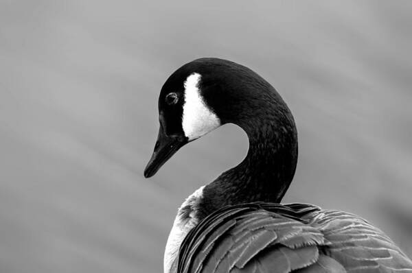 Canadian Goose Art Print featuring the photograph Canadian Goose in Black and White by Frank Bright