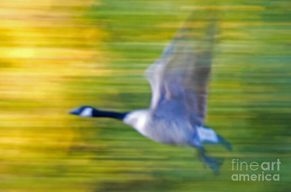 Goose Art Print featuring the photograph Canadian In Flight by Bob Mintie