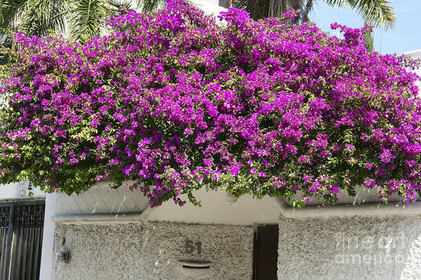 Mexico Art Print featuring the photograph Cancun Bougainvillea Mexico by John Mitchell