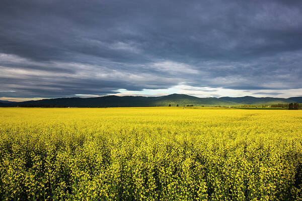 Agriculture Art Print featuring the photograph Canola Field In Morning Light by Chuck Haney