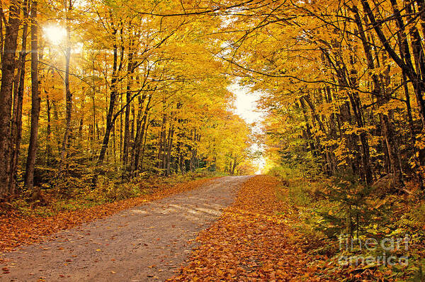 Fall Foliage Art Print featuring the photograph Canopy of Fall by Gwen Gibson