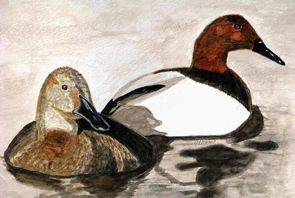 Canvasback Ducks Art Print featuring the painting Canvasback Couple by Angela Davies