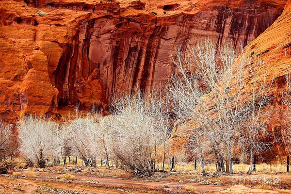 Canyons Art Print featuring the photograph Canyon de Chelly - Spring II by Barbara Zahno