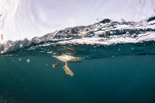 Feb0514 Art Print featuring the photograph Cape Gannet Feet Underwater South Africa by Pete Oxford