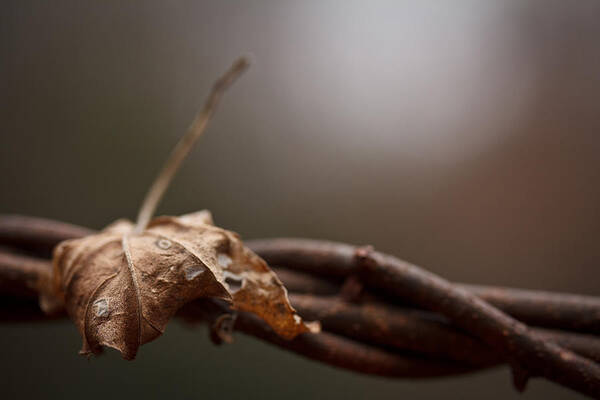 Leaf Art Print featuring the photograph Captured by Shane Holsclaw