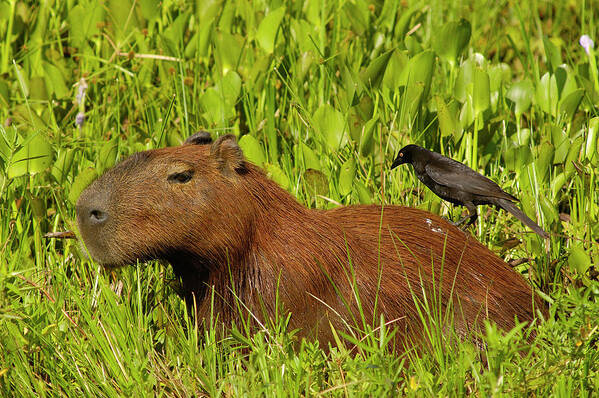 00217428 Art Print featuring the photograph Capybara and Smooth Billed Ani by Pete Oxford