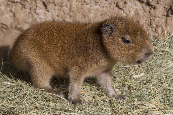 Feb0514 Art Print featuring the photograph Capybara Young by San Diego Zoo