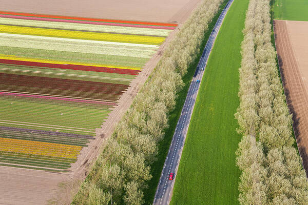Scenics Art Print featuring the photograph Car On Road Near Tulip Fields, Holland by Peter Adams