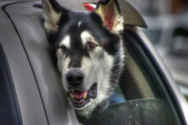 Dogs Art Print featuring the photograph Car ride by Dennis Baswell