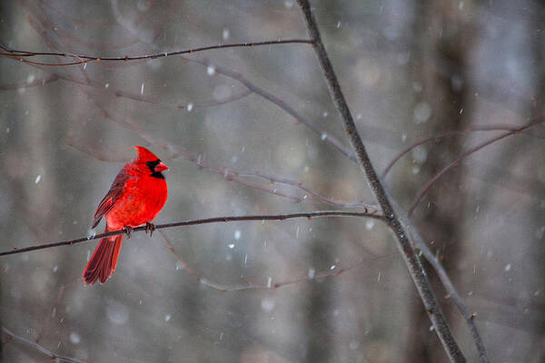 Snowy Cardinal Art Print featuring the photograph Cardinal In The Snow by Karol Livote