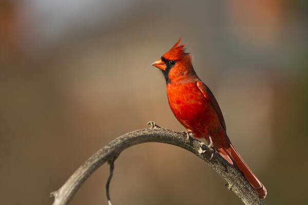 Cardinal Art Print featuring the photograph Cardinal by Jerry Gammon