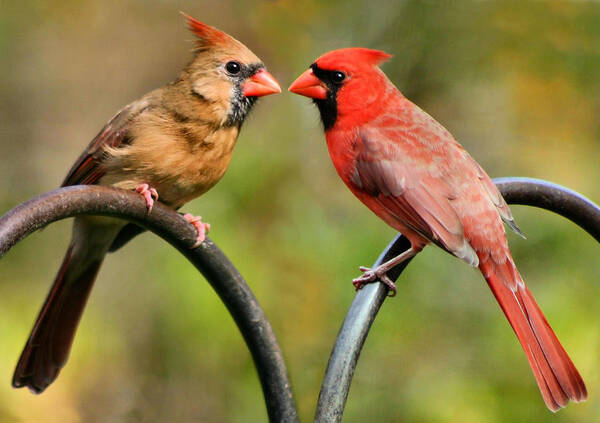 Cardinalis Art Print featuring the photograph Cardinal Love by Kristin Elmquist