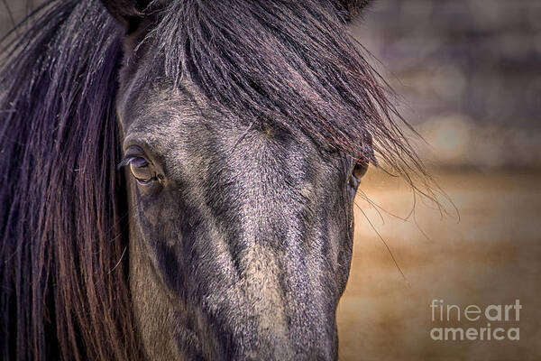 Horse Art Print featuring the digital art Care for Me by Georgianne Giese