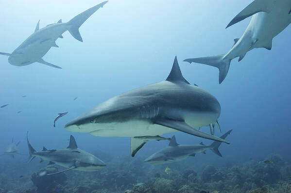 Underwater Art Print featuring the photograph Caribbean Reef Shark by Enrique R. Aguirre Aves