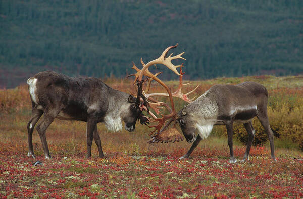 00600020 Art Print featuring the photograph Caribou Males Sparring by Matthias Breiter