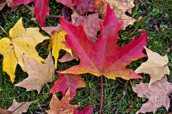 Autumn Art Print featuring the photograph Carpet of Colour by Maria Janicki