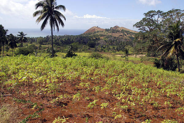 Cassava Art Print featuring the photograph Cassava Crop by M. Watson