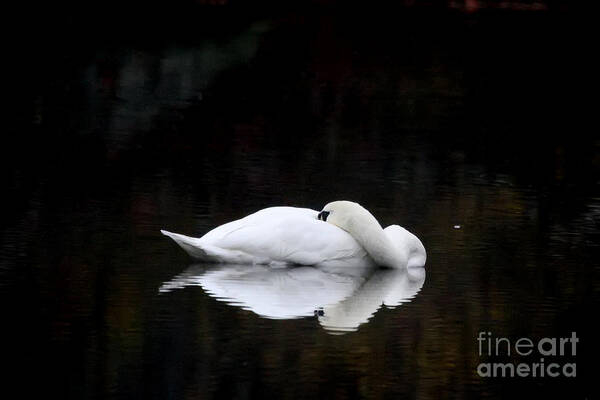 Swan Art Print featuring the photograph Cat Nap by Jayne Carney