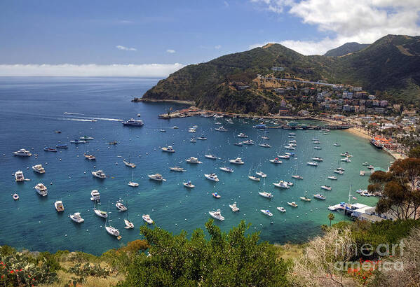 Catalina Art Print featuring the photograph Catalina Island by Eddie Yerkish