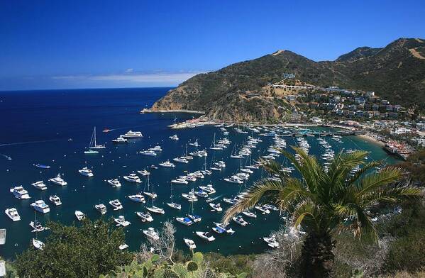 Landscape Art Print featuring the photograph Catalina by Scott Cunningham