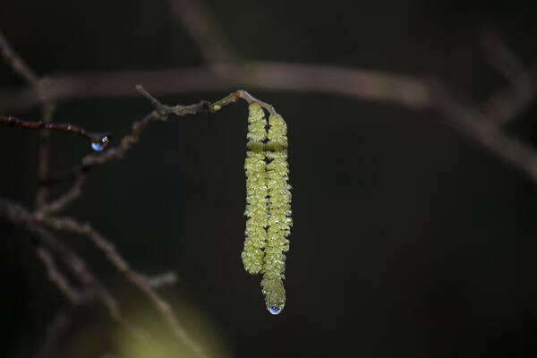 Spring Art Print featuring the photograph Catkins Teardrop by Spikey Mouse Photography