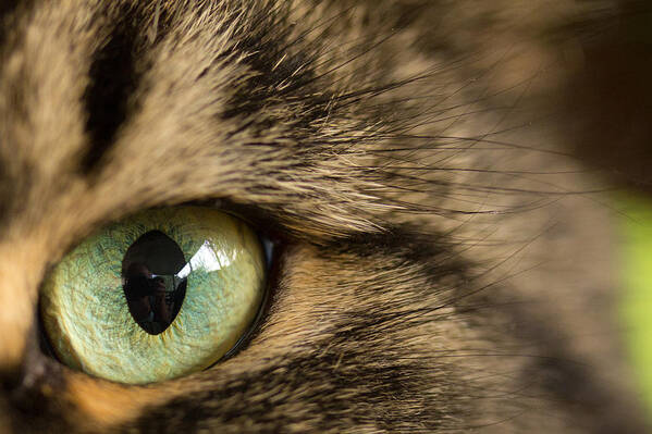 Cat Art Print featuring the photograph Cat's Eye by Shane Holsclaw