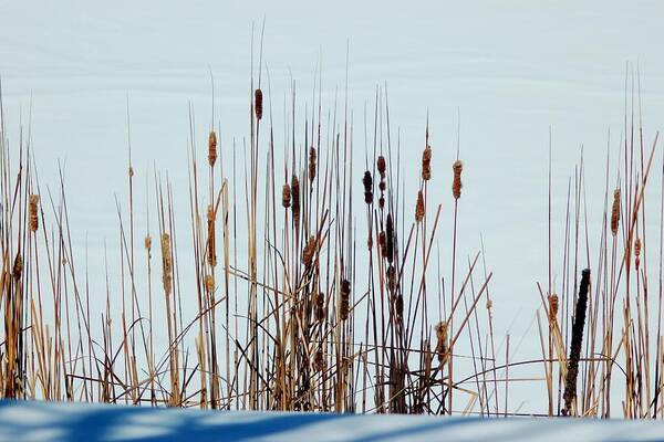 Dakota Art Print featuring the photograph Cattails in Snow by Greni Graph