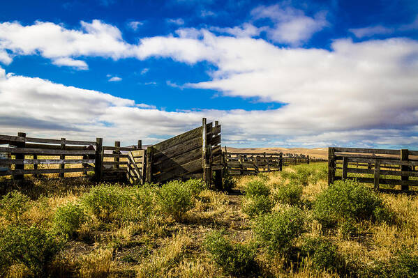 Landscape Art Print featuring the photograph Cattle Loader by Bruce Bottomley