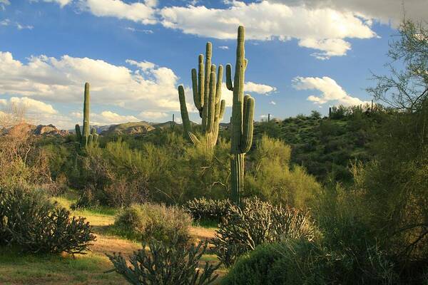 Landscapes Art Print featuring the photograph Cactus #3 by Douglas Miller