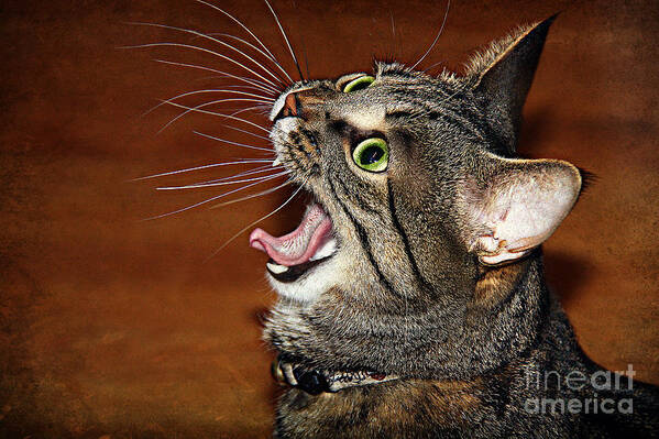 Cat Art Print featuring the photograph Caught in the act by Jolanta Anna Karolska