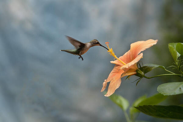 Hummingbirds Art Print featuring the photograph Caught in the Act by Robert Camp