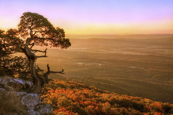 Mt. Magazine Art Print featuring the photograph Cedar Tree atop Mt. Magazine - Arkansas - Autumn by Jason Politte