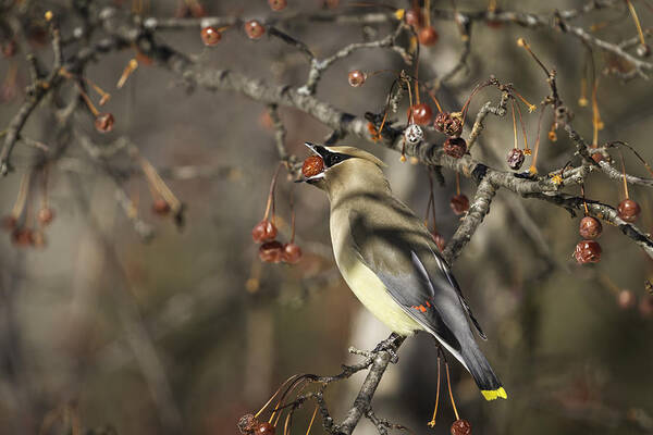 Cedar Waxwing Art Print featuring the photograph Cedar Waxwing Eating Berries 6 by Thomas Young