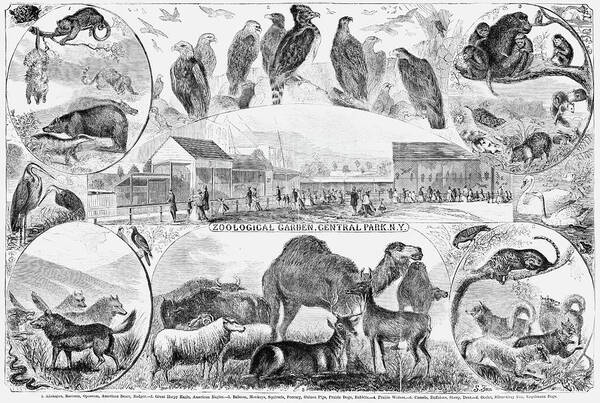 1866 Art Print featuring the painting Central Park Zoo, 1866 by Granger
