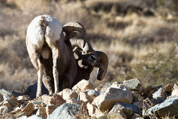 Bighorn Sheep Photograph Art Print featuring the photograph Challenging Authority by Jim Garrison