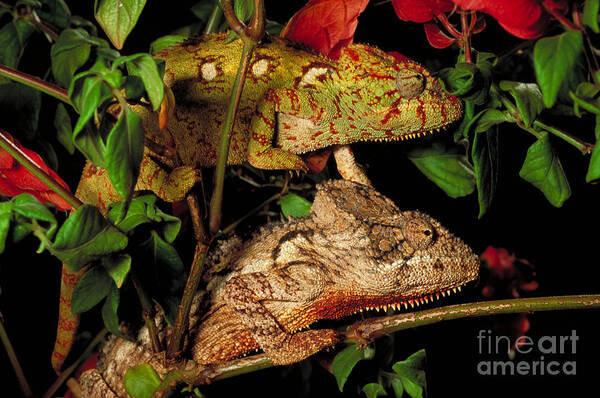 Chameleon Art Print featuring the photograph Chameleons by Art Wolfe
