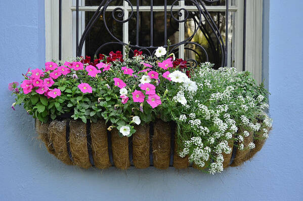 Charleston Art Print featuring the photograph Charleston Flower Box 4 by Allen Beatty