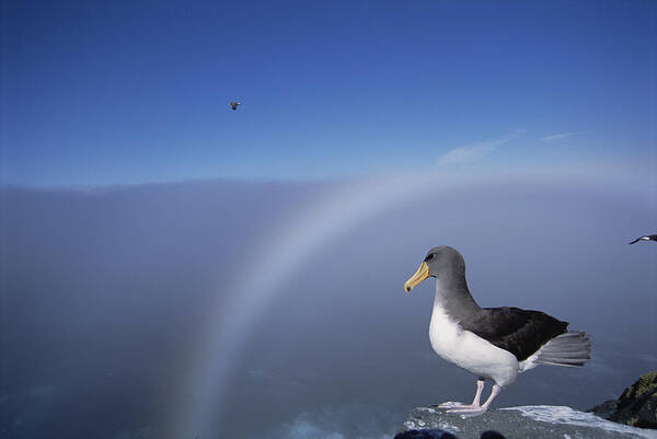 Feb0514 Art Print featuring the photograph Chatham Albatross On Cliff Edge Chatham by Tui De Roy