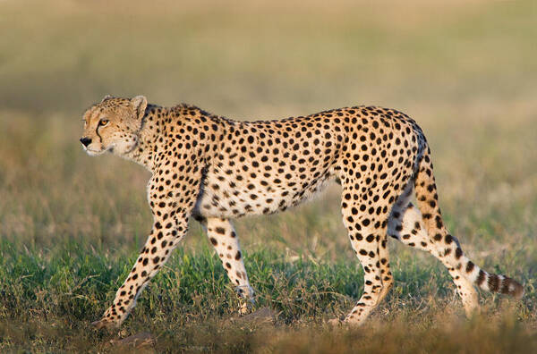 Photography Art Print featuring the photograph Cheetah Acinonyx Jubatus Walking by Panoramic Images