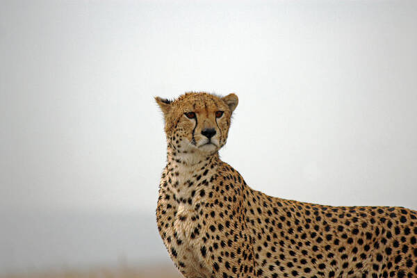 Cheetah Art Print featuring the photograph Cheetah in Serengeti. by Tony Murtagh