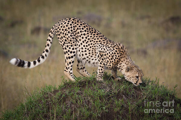 Acinonyx Jubatus Art Print featuring the photograph Cheetah On Termite Mound by John Shaw