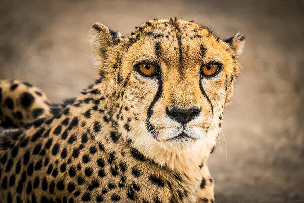Namibia Art Print featuring the photograph Cheetah Portrait - Color Photograph by Duane Miller