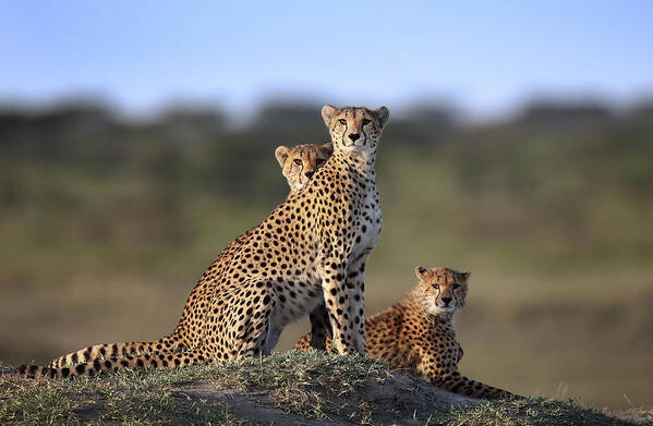 Friendship Art Print featuring the photograph Cheetahs Family by Sultan Sultan Al