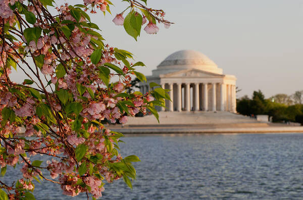 America Art Print featuring the photograph Cherry Blossoms and the Jefferson Memorial 3 by Mitchell R Grosky