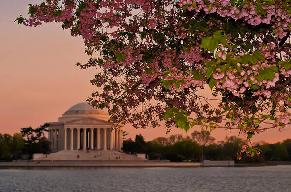 America Art Print featuring the photograph Cherry Blossoms Framing the Jefferson Memorial at Sunset by Mitchell R Grosky