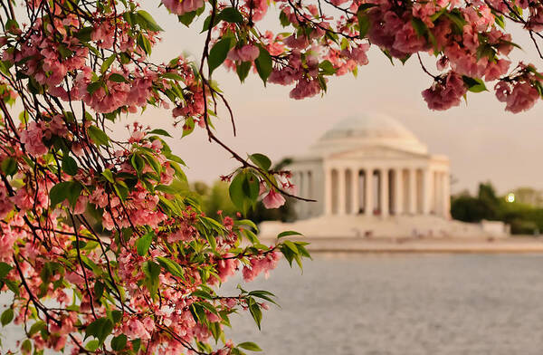 America Art Print featuring the photograph Cherry Blossoms Framing the Jefferson Memorial by Mitchell R Grosky